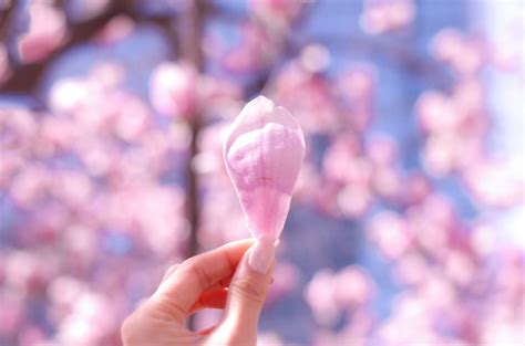 風水 桃花|風水で恋愛運アップに即効性も！桃花位が決め手 